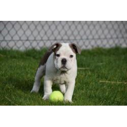Eng.bulldog pups zeldzame kleuren