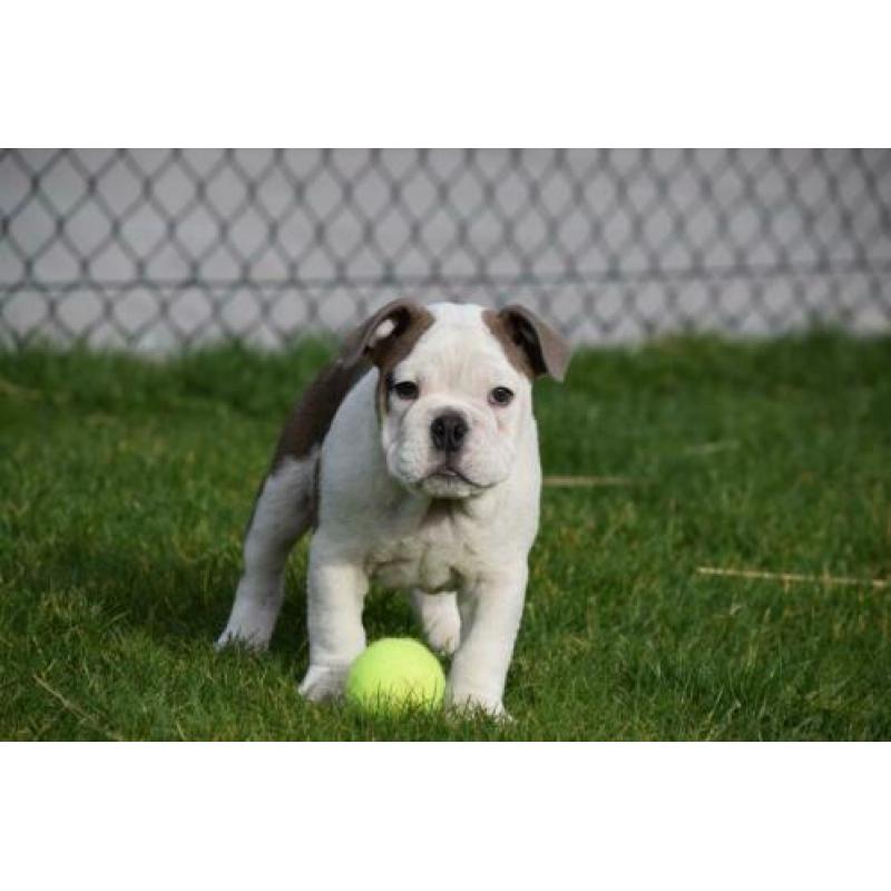 Eng.bulldog pups zeldzame kleuren