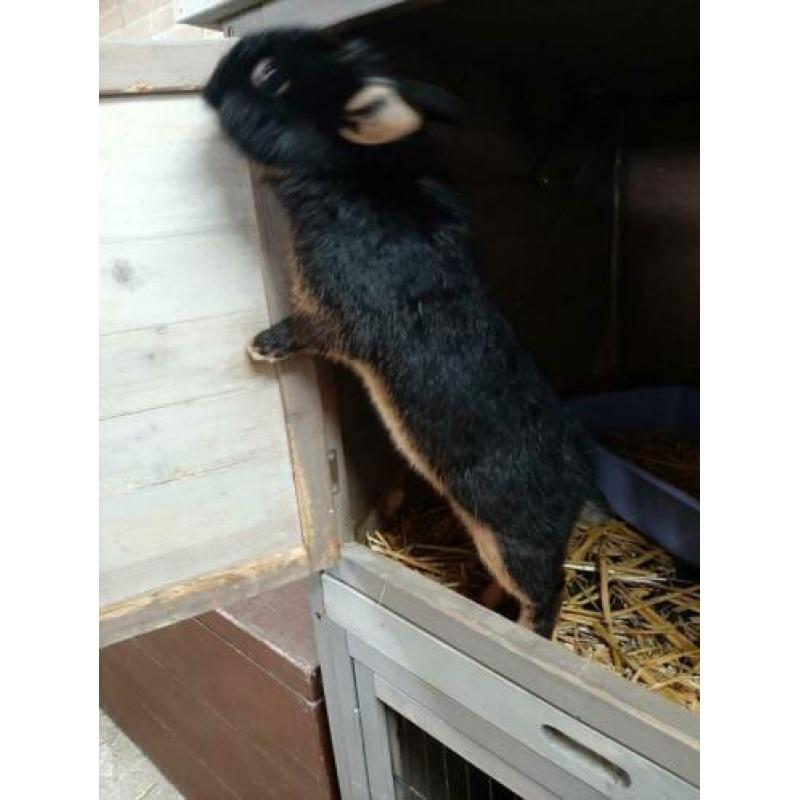 Lief eigenwijs black en tan konijntje. Voedster..8mnd.