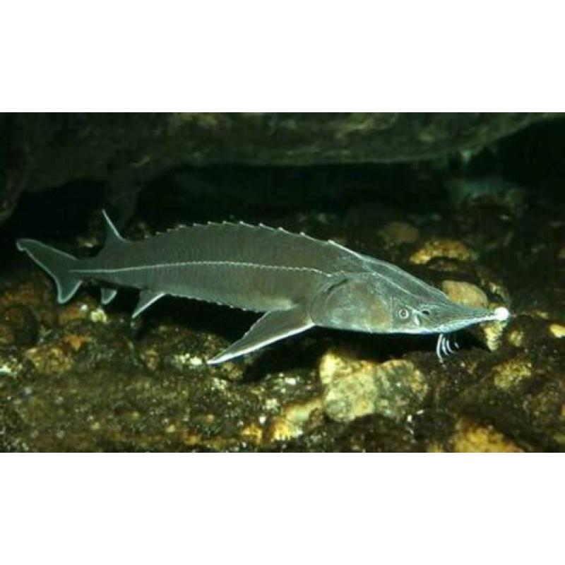 Wil’s Koi Service Steurvoer 5,5 mm.