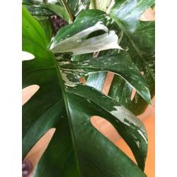 Monstera Albo Borsigiana Variegata Groot