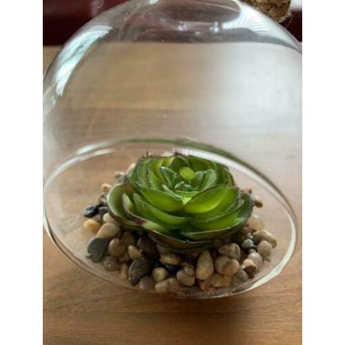 nep plant / plant in glazen hangbol.