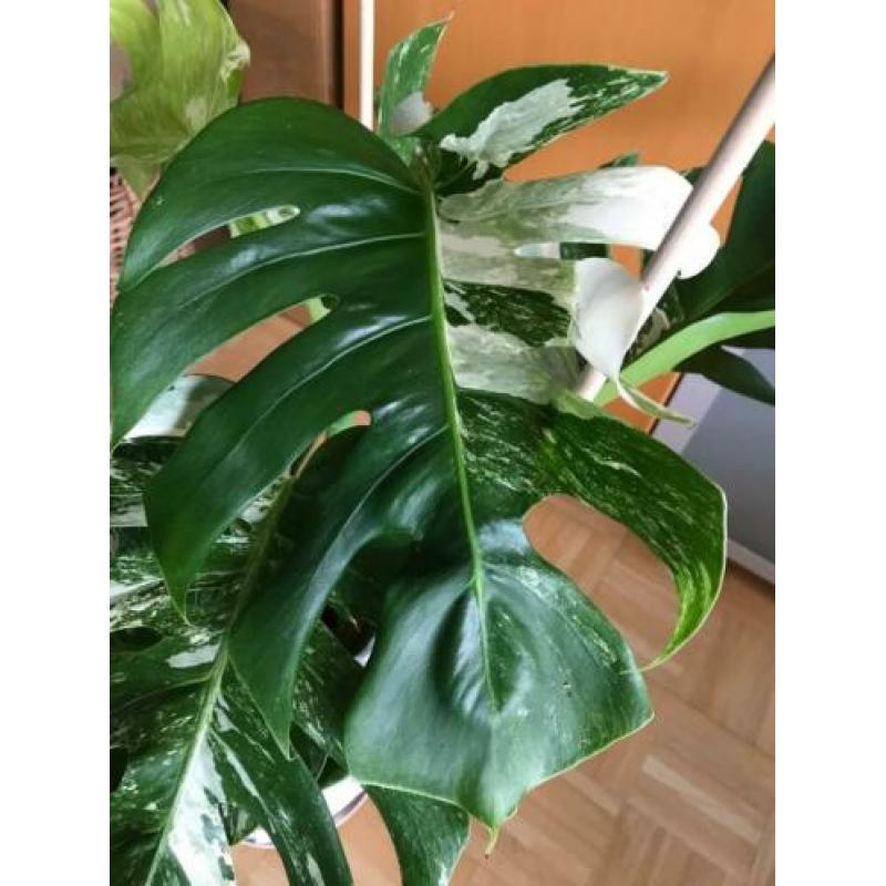 Monstera Albo Borsigiana Variegata Groot