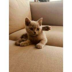 Britse korthaar lilac kitten