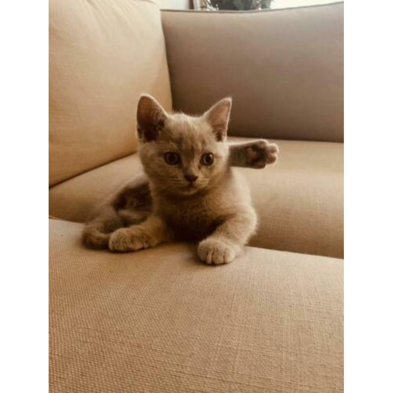 Britse korthaar lilac kitten