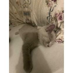 Britse korthaar lilac kitten