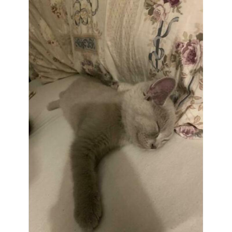 Britse korthaar lilac kitten