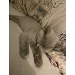 Britse korthaar lilac kitten