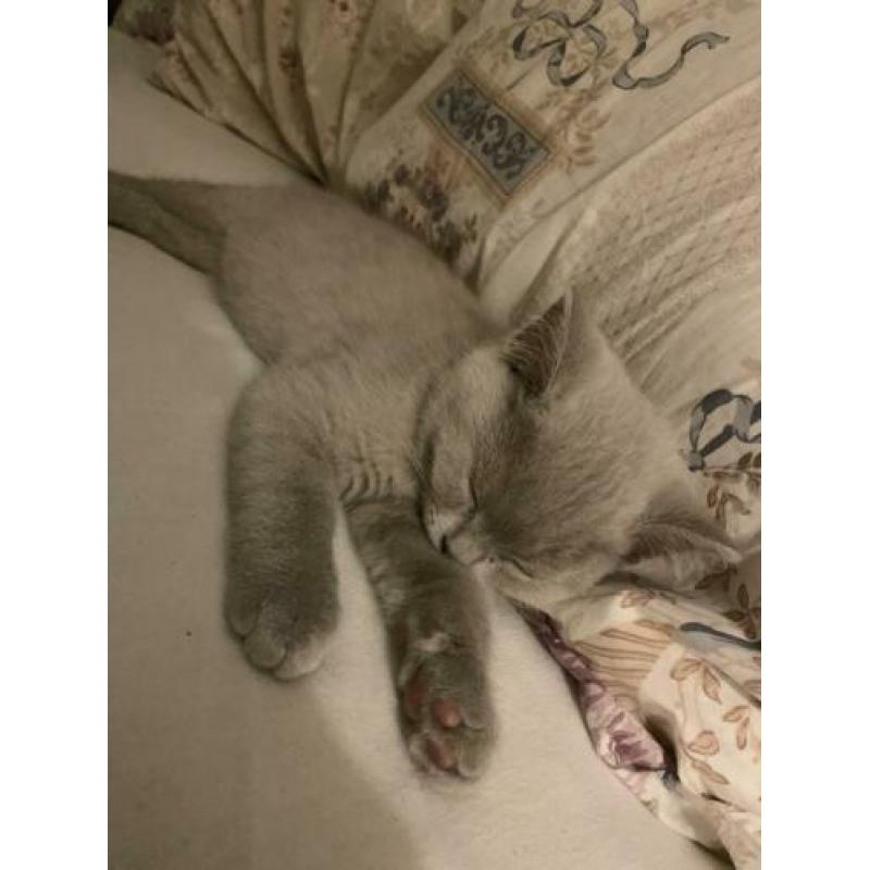 Britse korthaar lilac kitten