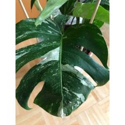 Monstera Albo Borsigiana Variegata Groot