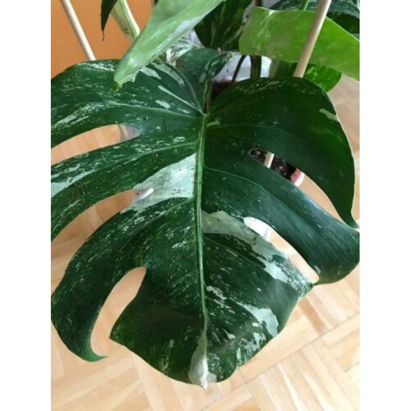 Monstera Albo Borsigiana Variegata Groot
