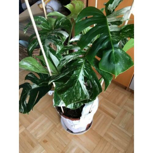 Monstera Albo Borsigiana Variegata Groot