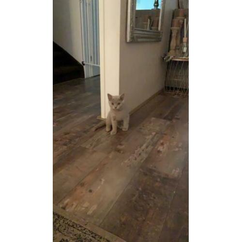 Britse korthaar lilac kitten