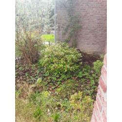 Vlinder boom en 2 rododendrons