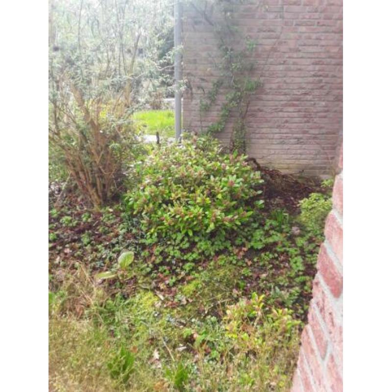 Vlinder boom en 2 rododendrons