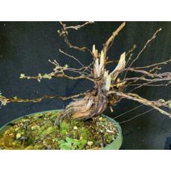 Bonsai potentilla fruticosa