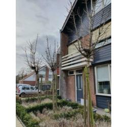 Noorse esdoorn Crimson Sentry Acer platanoïdes stamhoogte 2m
