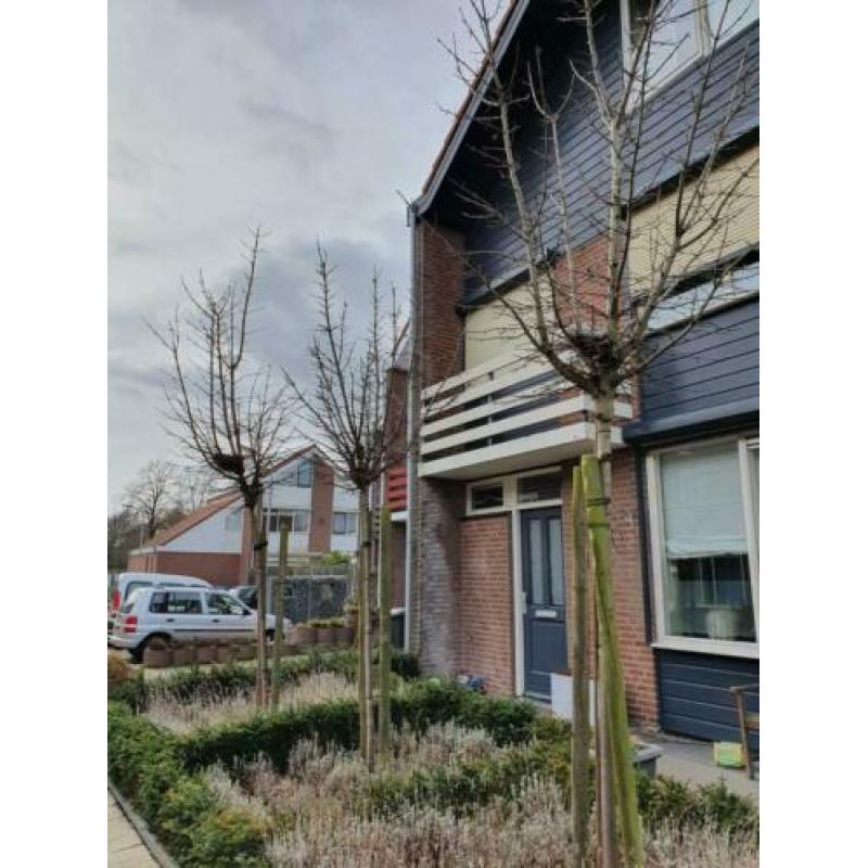 Noorse esdoorn Crimson Sentry Acer platanoïdes stamhoogte 2m