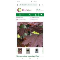 Noorse esdoorn Crimson Sentry Acer platanoïdes stamhoogte 2m