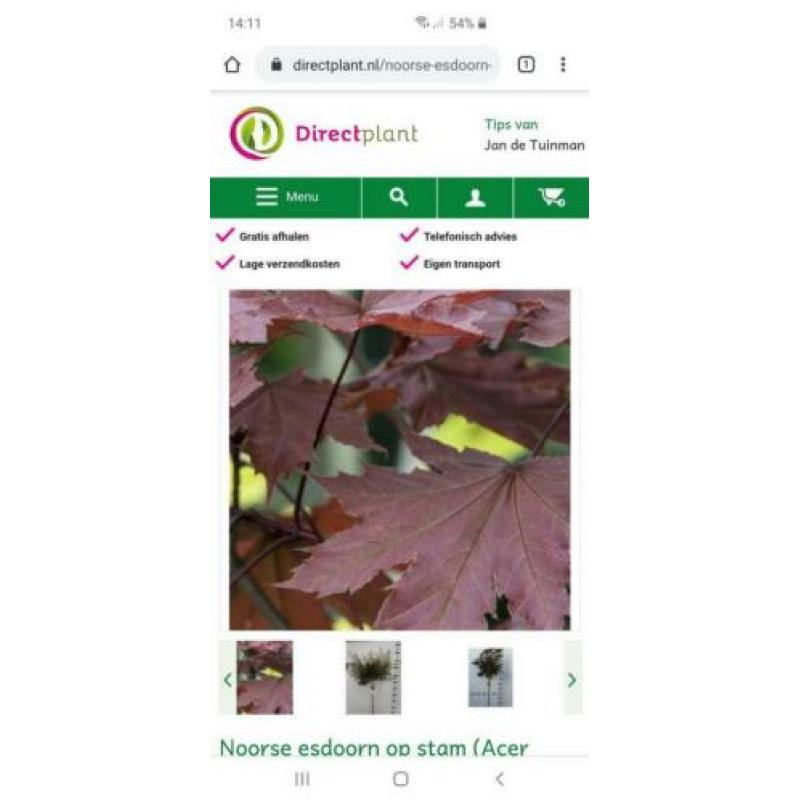 Noorse esdoorn Crimson Sentry Acer platanoïdes stamhoogte 2m