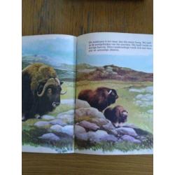 Boek mijn grote dieren boek