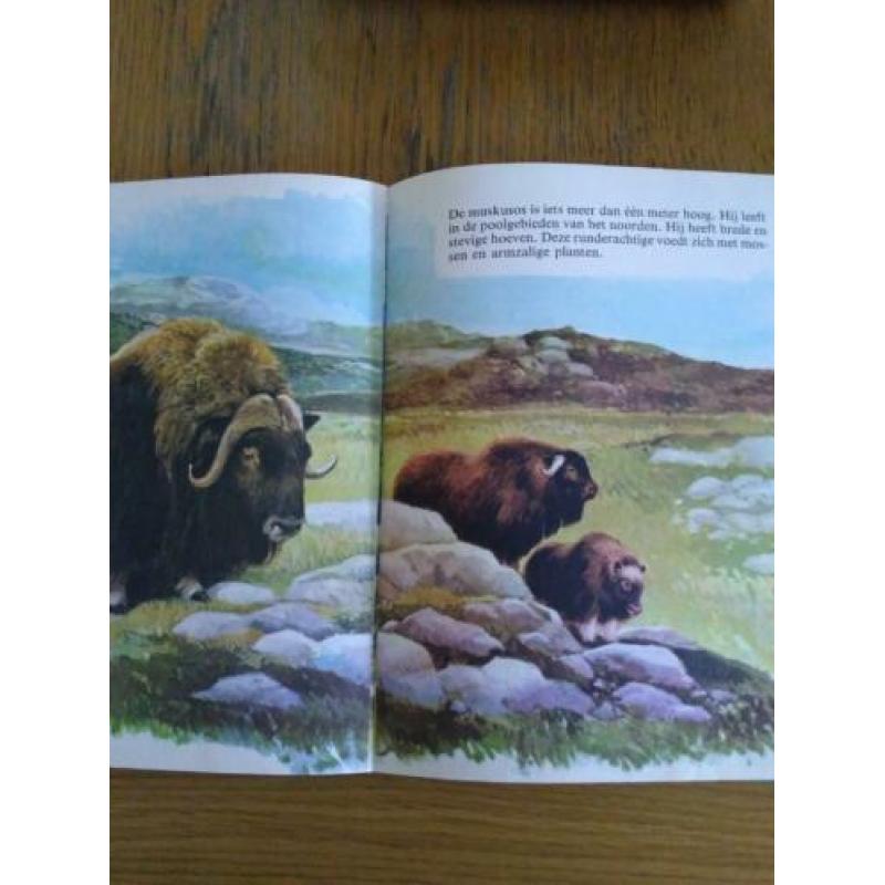 Boek mijn grote dieren boek