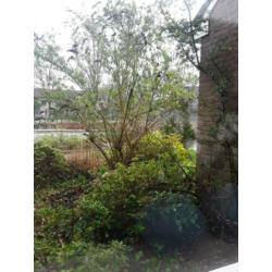 Vlinder boom en 2 rododendrons