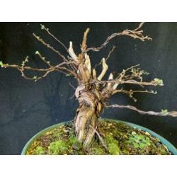 Bonsai potentilla fruticosa
