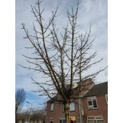 Noorse esdoorn Crimson Sentry Acer platanoïdes stamhoogte 2m
