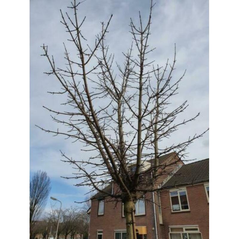 Noorse esdoorn Crimson Sentry Acer platanoïdes stamhoogte 2m