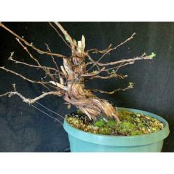 Bonsai potentilla fruticosa