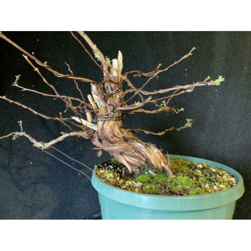 Bonsai potentilla fruticosa