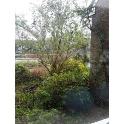 Vlinder boom en 2 rododendrons