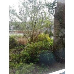 Vlinder boom en 2 rododendrons