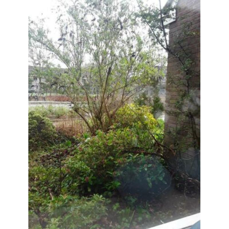 Vlinder boom en 2 rododendrons