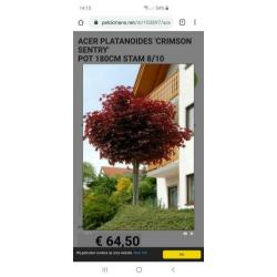 Noorse esdoorn Crimson Sentry Acer platanoïdes stamhoogte 2m