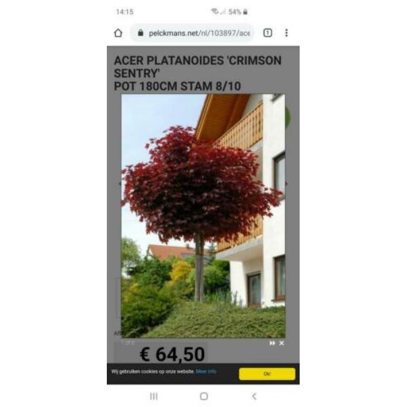 Noorse esdoorn Crimson Sentry Acer platanoïdes stamhoogte 2m
