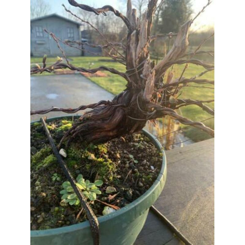 Bonsai potentilla fruticosa