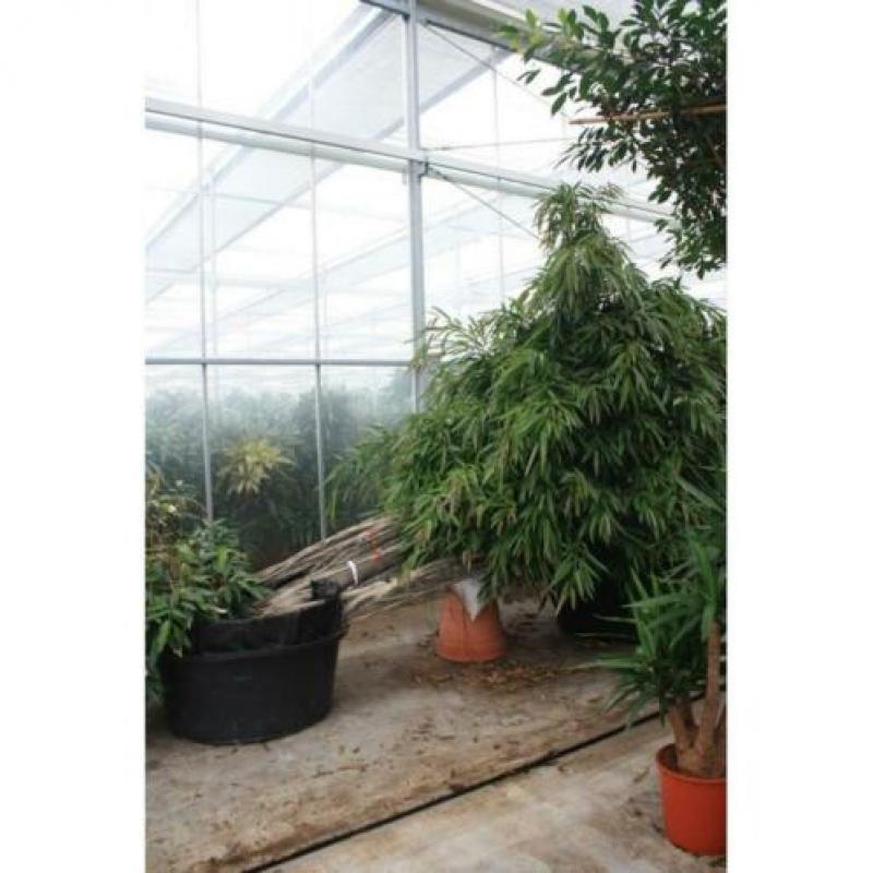 Ficus Maclellandii 'alii' - Jungle Boom 290-300cm art47479
