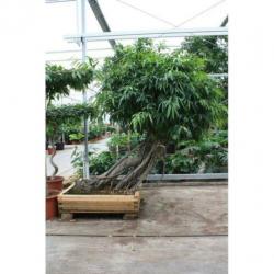 Ficus Maclellandii 'alii' - Jungle Boom 290-300cm art47479