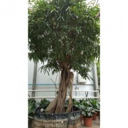 Ficus Maclellandii 'alii' - Jungle Boom 290-300cm art47479