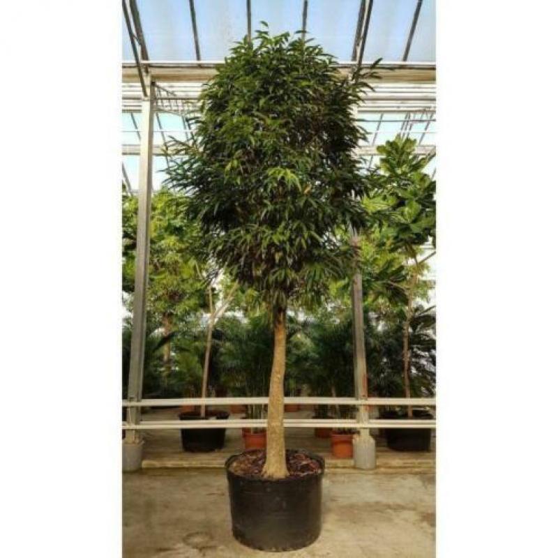 Ficus Maclellandii 'alii' - Jungle Boom 290-300cm art47479
