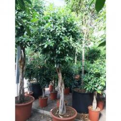 Ficus 'nitida' 240-250cm art50208