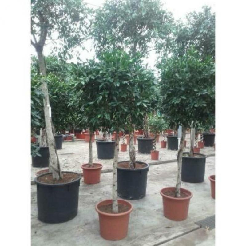 Ficus 'nitida' 240-250cm art50208