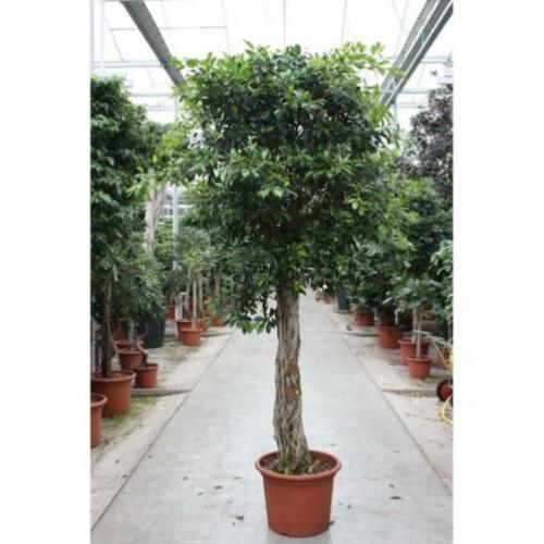 Ficus 'nitida' 240-250cm art50208