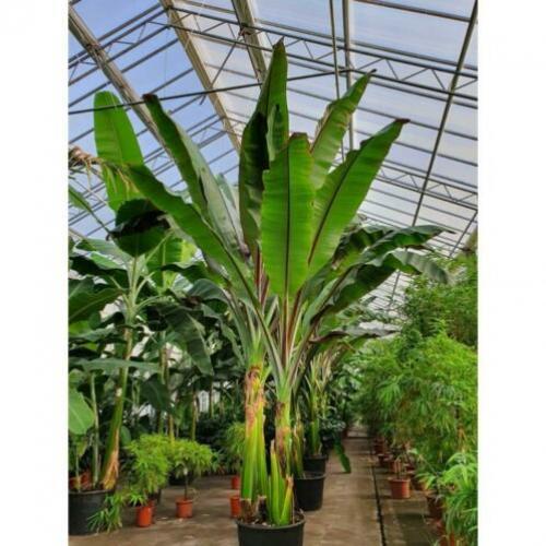 Ensete Ventricosum 'maurellii' - Rode Bananenplant 640-660cm
