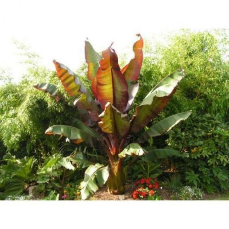 Ensete Ventricosum 'maurellii' - Rode Bananenplant 640-660cm