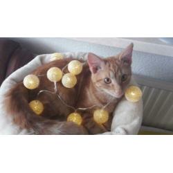 Hele Lieve Aanhankelijke Helemaal Oranje Kitten Kat Kater