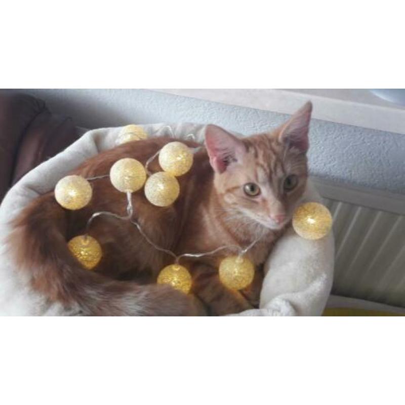 Hele Lieve Aanhankelijke Helemaal Oranje Kitten Kat Kater