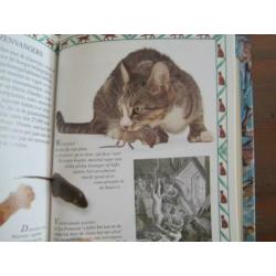 Kattekwaad Poes zie foto`s nr 4478